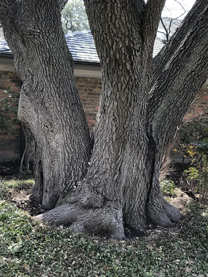 Mature heritage tree close to a Templeton property cared for by certified arborists